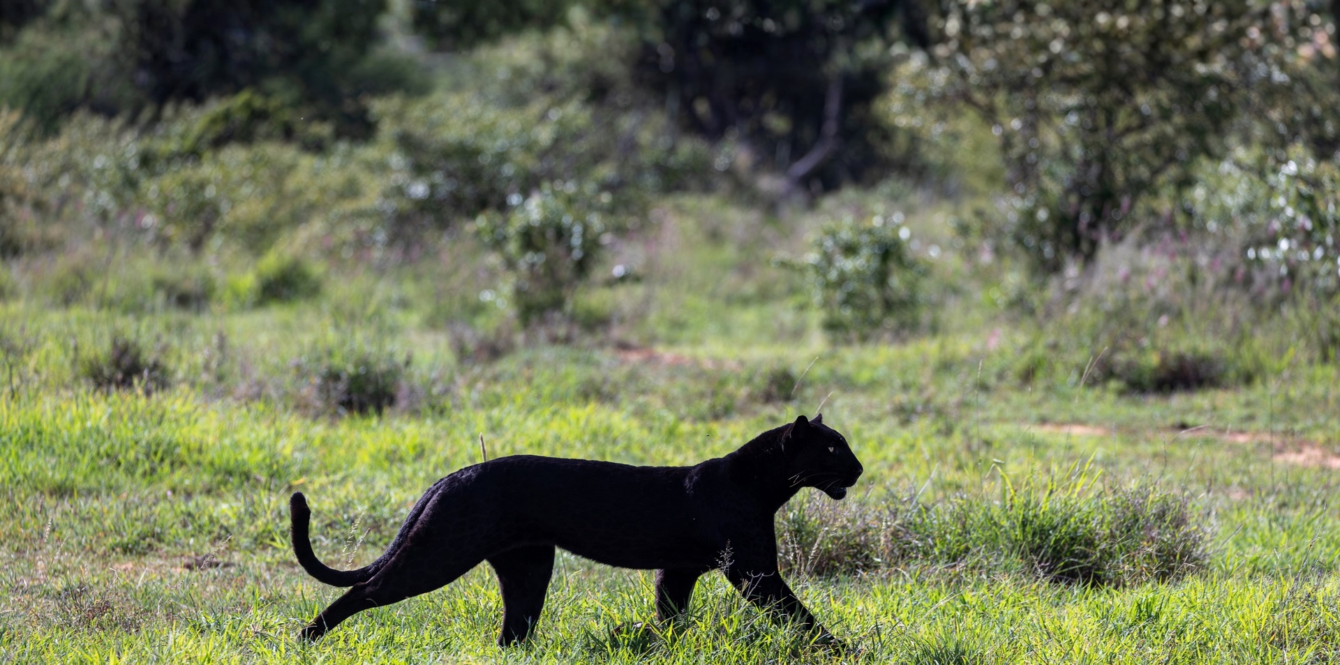 Black Leopard Safari